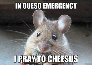 house mouse