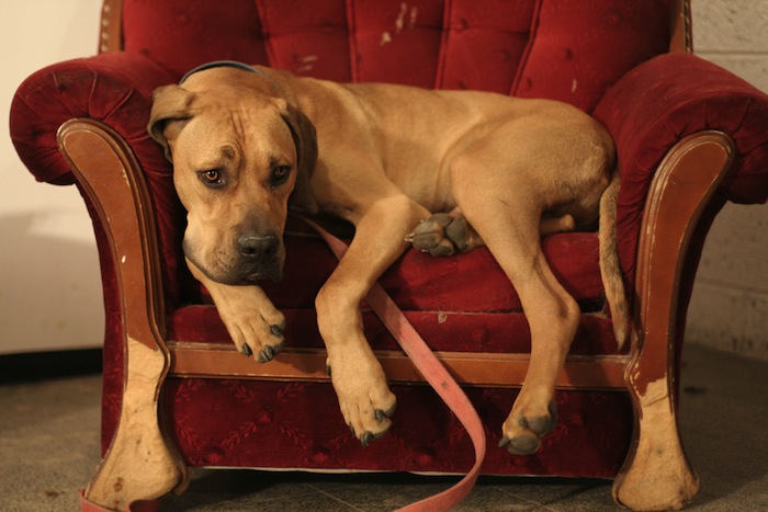 Pet-friendly-Rentals Pet-friendly-Rentals