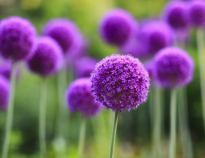 Summer DIY Ideas for Your Backyard
