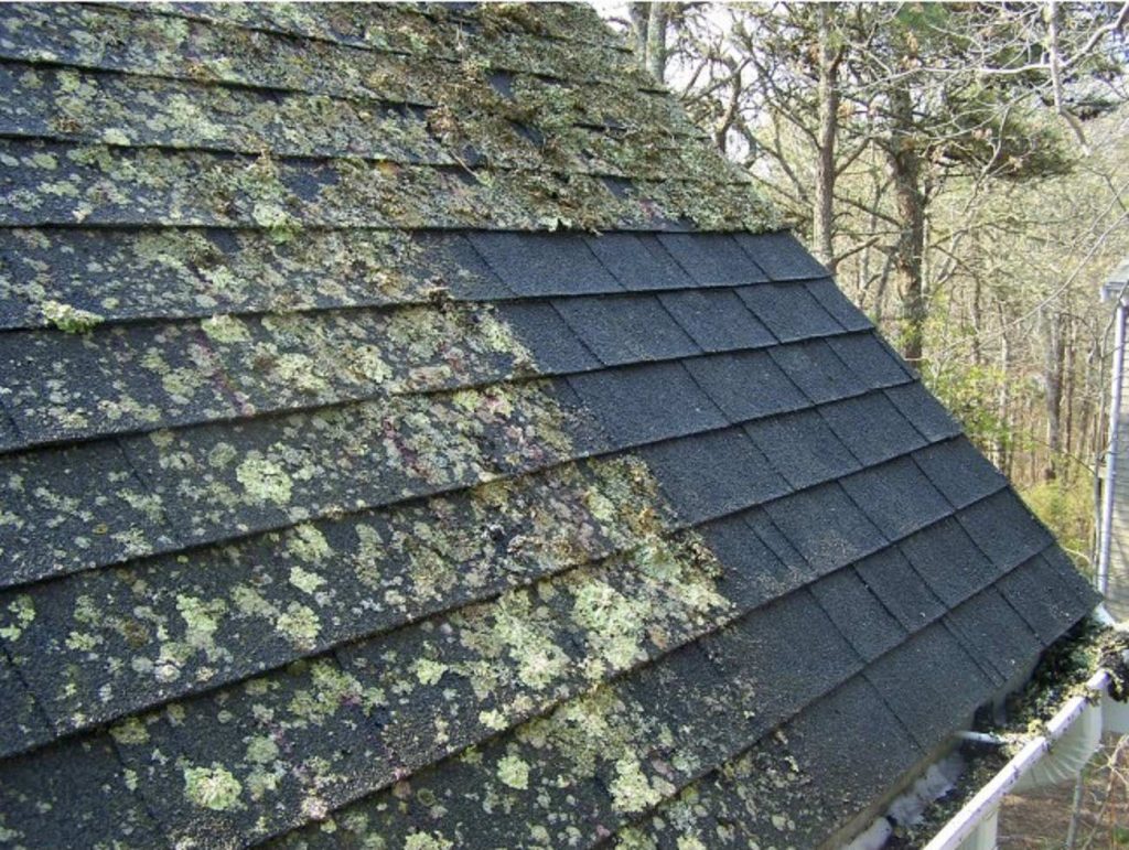 Mould & Fungi on a Roof | Roof Cleaning Brisbane | House Washing Experts