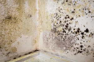 mould is an example of tough stain